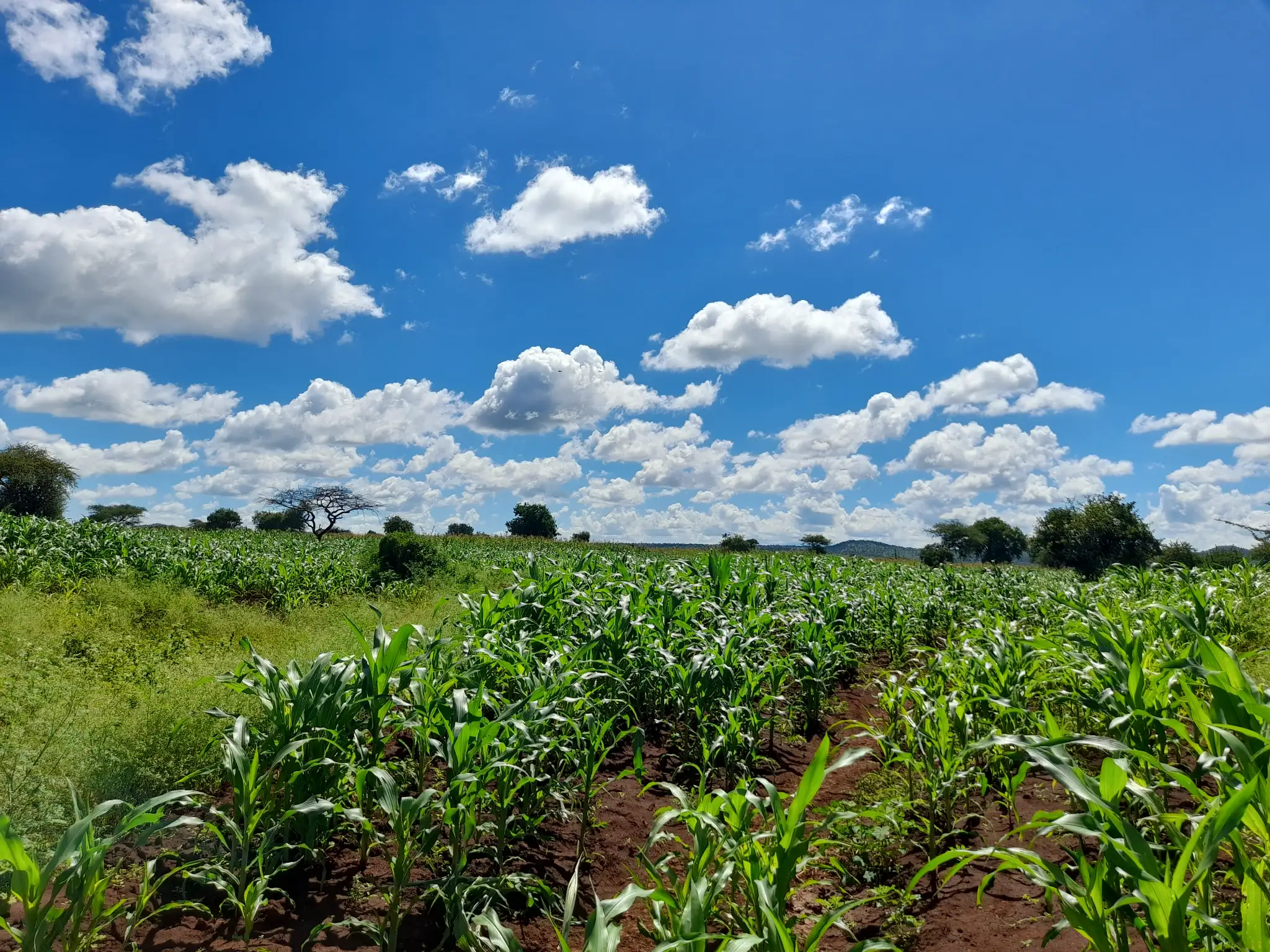 Shamba zuri la ekari 1.7 Olodenderit